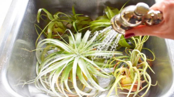 Watering Tillandsia Xerographica inside kitchen sink.