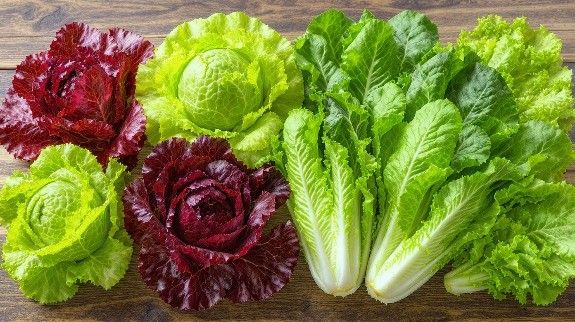 Assorted fresh lettuces and cabbages on wooden table, vibrant colors.