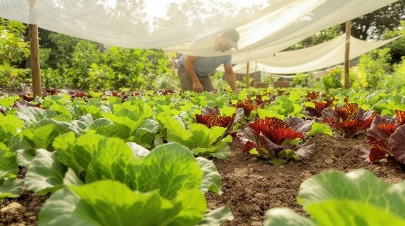 Gardener tending lettuce under shade cloth in garden.