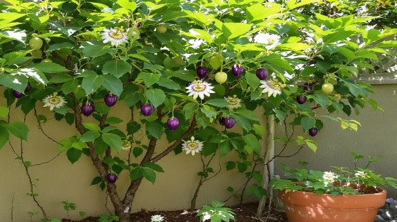 Green leafy passion fruit plant with purple fruits and flowers.