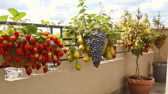 Hanging baskets with strawberries, pears, grapes, and small fruit trees.