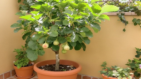 Potted fig tree with green and ripening fruits on patio.