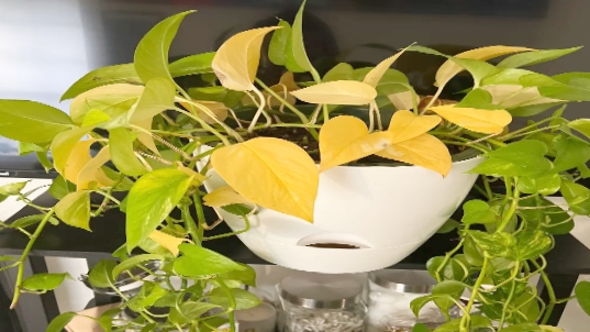 over watering caused Pothos plant yellowing