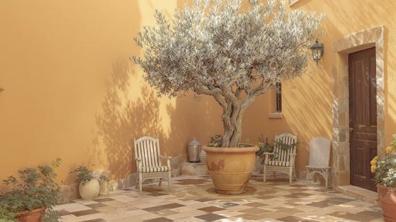 Potted olive tree in sunny courtyard.