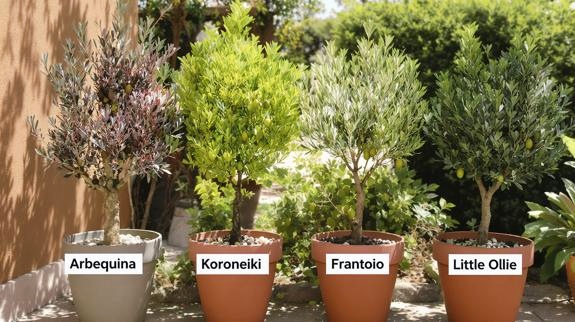 Different olive tree varieties labeled pots.