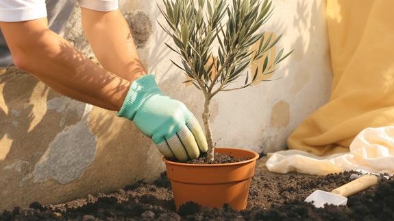 Gardener planting olive tree in pot.