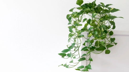 Vining pothos planted in pot