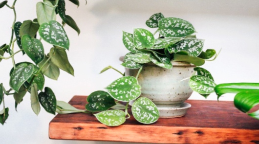 Variegated pothos and its long vines