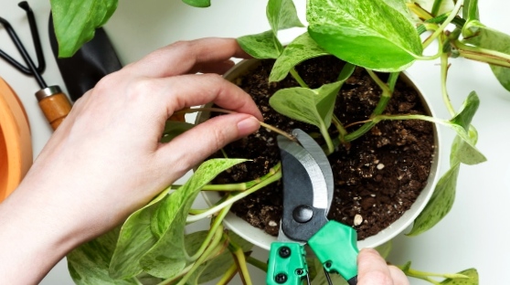 A girl pruning pothos plant in a pot with garden shears.