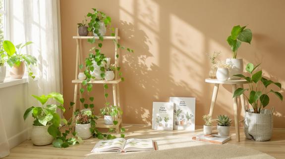 pothos