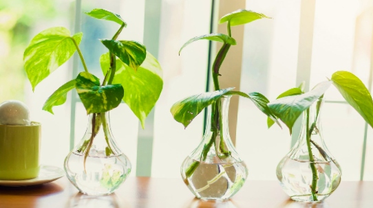 Propagating pothos through water