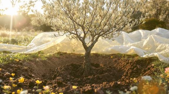 Newly planted olive tree in field.