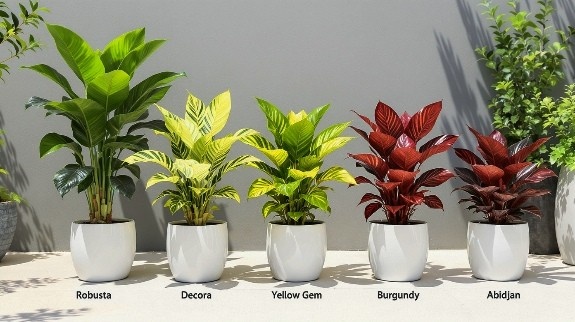 Five rubber plant varieties in white pots.