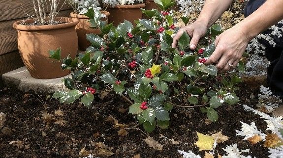 ilex aquifolium