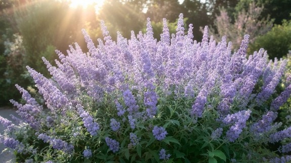 Lavender-blue Russian Sage in sunlight.