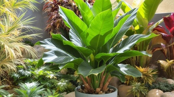 Large rubber plant growing in outdoor garden.