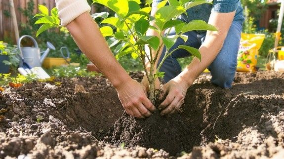Men planting a young avocado tree in garden soil