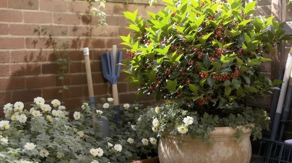 Potted holly with red berries in garden.