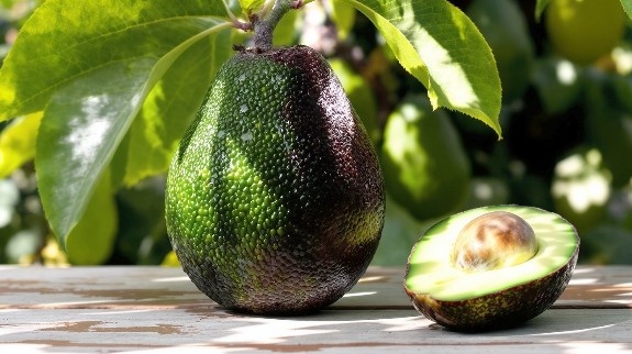 Ripe Hass avocado fruit on table with half cut open.
