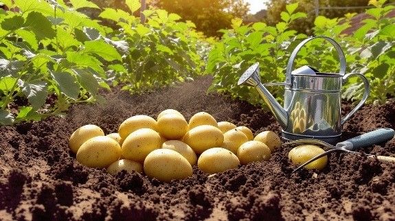 Freshly harvested potatoes with watering can.