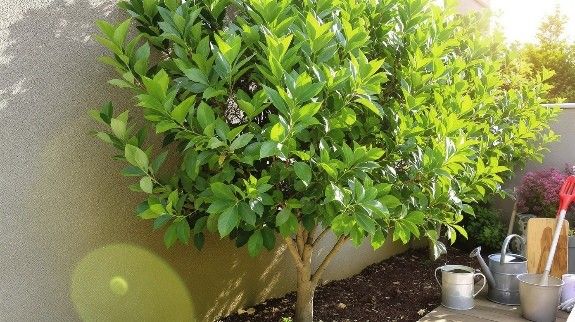 Healthy ilex a quifolium growing beside wall.