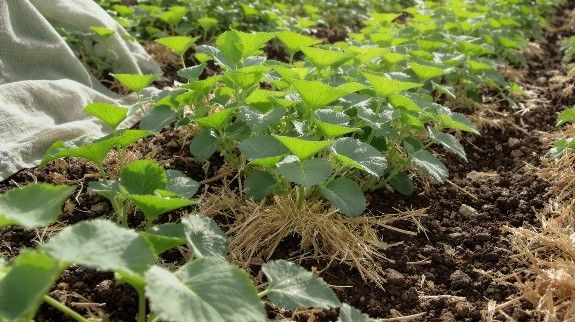 Young potato plants growing in garden soil.