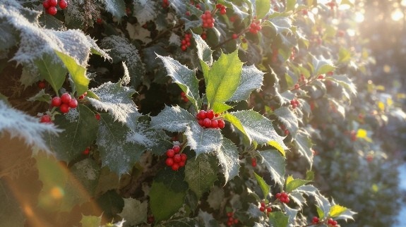 Frosted holly leaves with red berries.