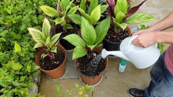 Watering potted Calathea plants outdoors.