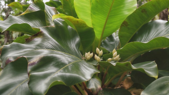 Close-up of rubber plant buds.
