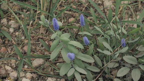 Young Russian Sage growing in rocky soil.
