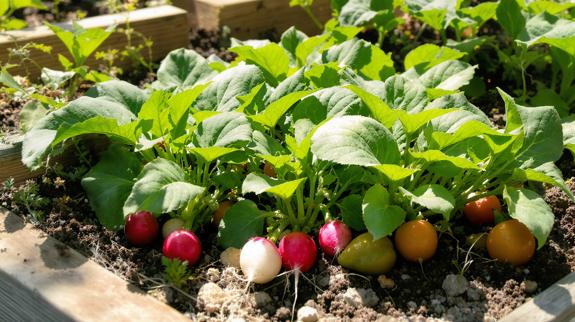 Vibrant small vegetable garden with radishes.