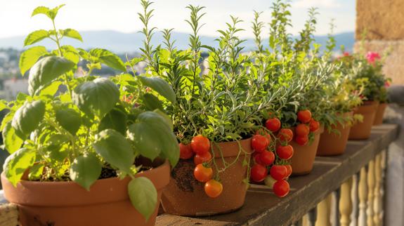 Balcony veggie garden with herbs and tomatoes.