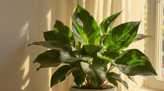 Healthy indoor cast iron plant leaves.