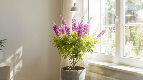 Butterfly bush growing indoors near window.