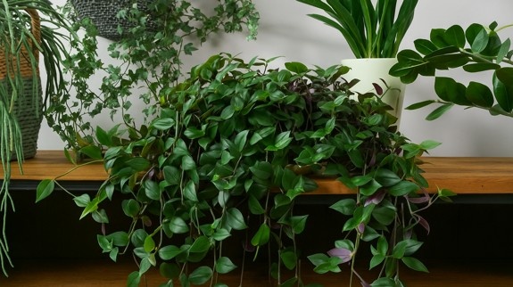 foliage indoor plant