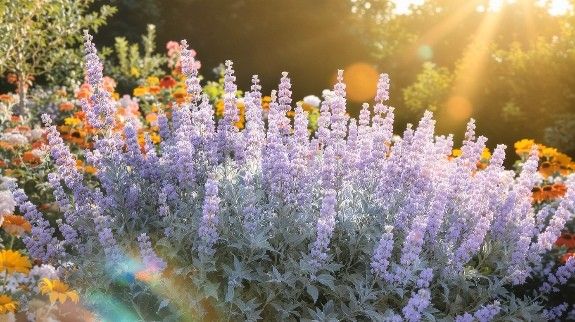Russian Sage