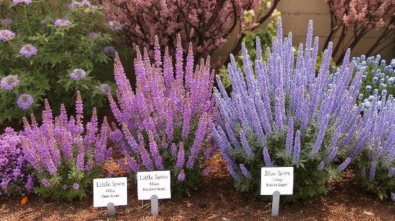 Different varieties of blooming Russian Sage.