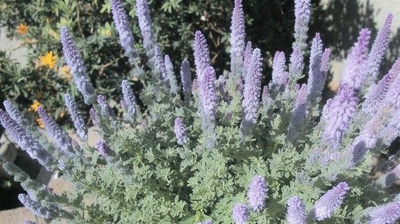 Close-up of blooming Russian Sage plant.