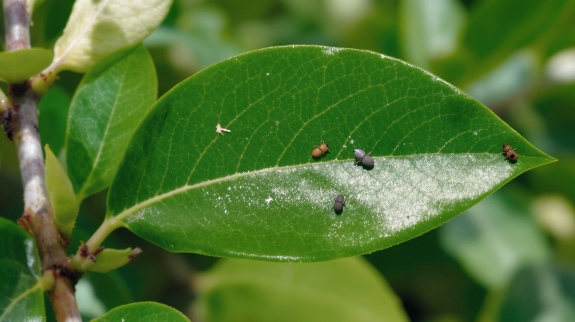 Close-up of holly leaf with pests.