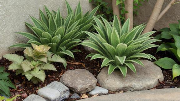 cast iron plants in small garden.