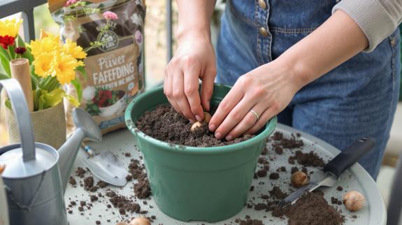 Planting flower bulbs in balcony pot.