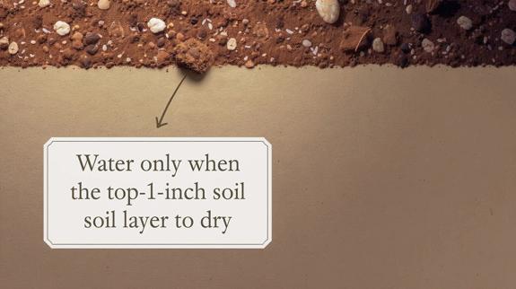 Topsoil dryness guide for proper plant watering.