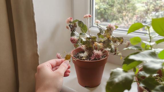 Caring for fading blooms in containers.