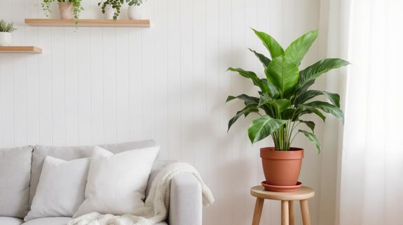 best houseplant