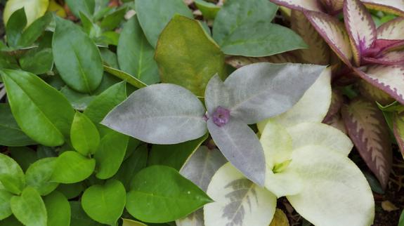 Close-up of vibrant mixed foliage leaves.