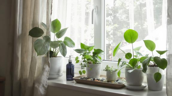 Window plants thriving in natural sunlight.