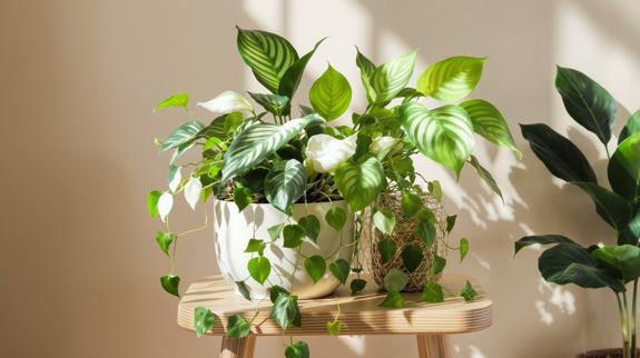Easy-care indoor foliage plants on stool.