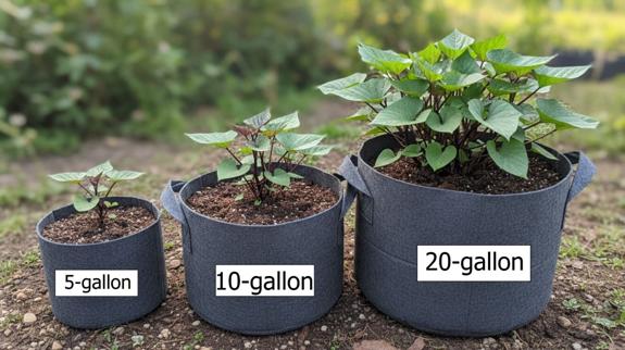 Sweet potato in grown fabric bag.