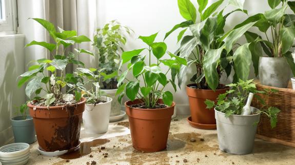 Indoor plants with spilled water on floor.