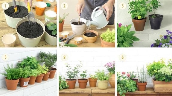 Tips for Growing and Maintaining Plants in Containers